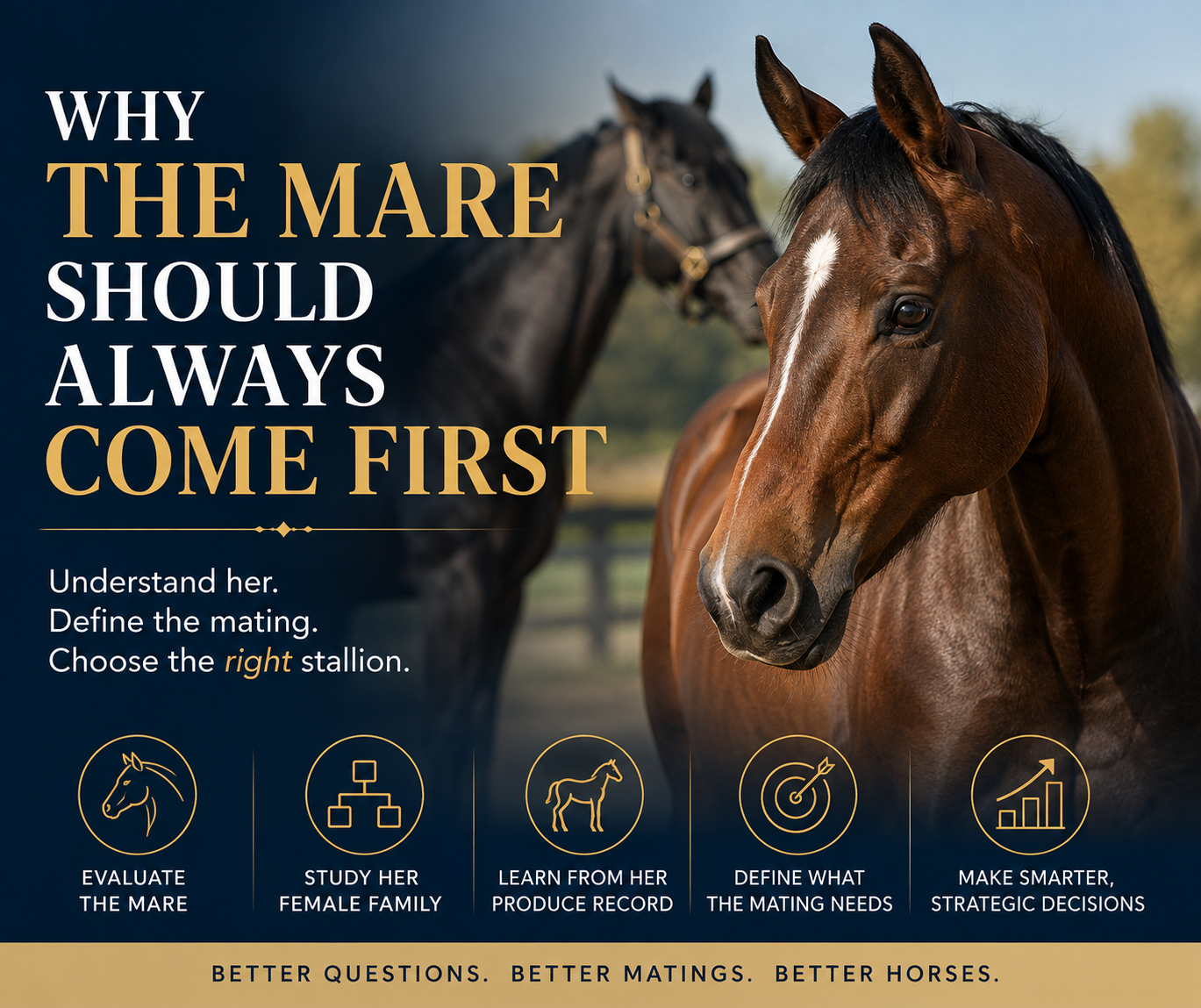 Thoroughbred broodmare evaluation before stallion selection